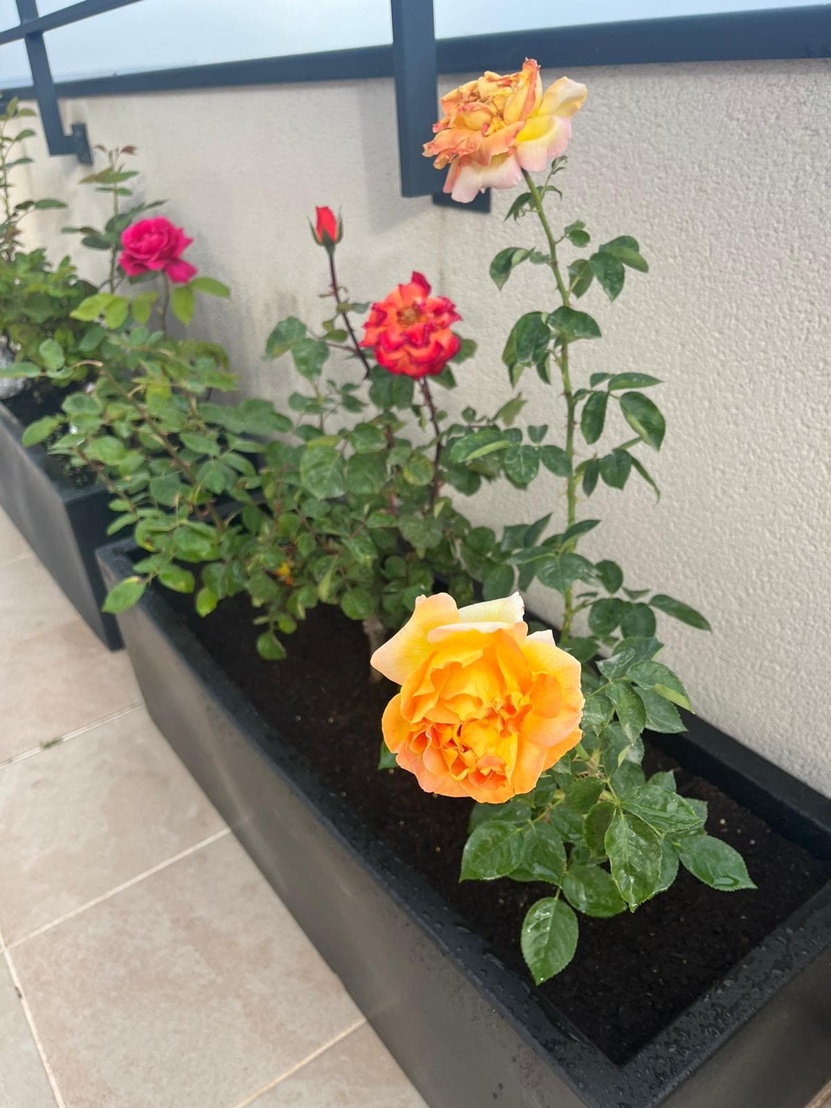 Foto 1
